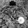 Harmony in Black and White