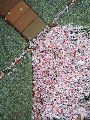 Cherry Flowers on Ground