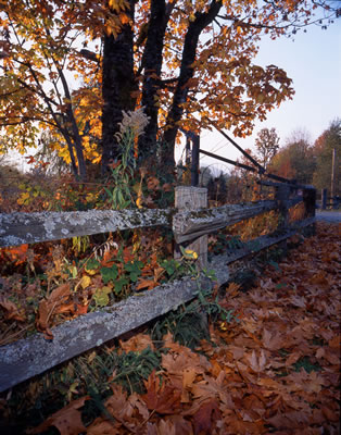 Farm Fence in the Chilliwack River Valley 