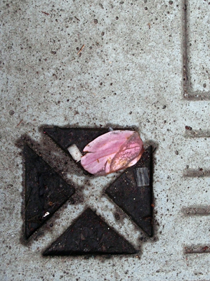 Petal on Concrete