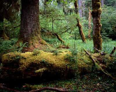 Upper Chilliwack River Trail