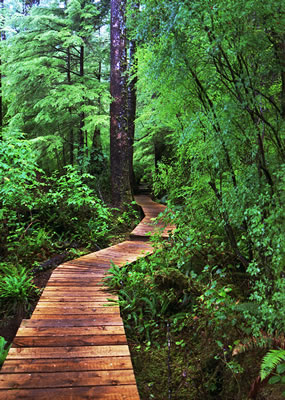 Trail in Cape Scott Provincial Park
