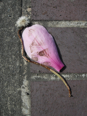 Tiremark on Petal