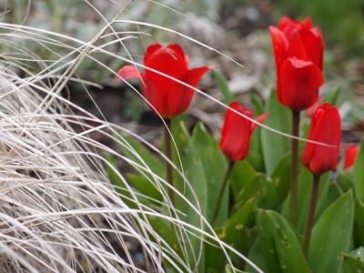 Touching of Tulips