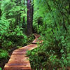 Trail in Cape Scott Provincial Park