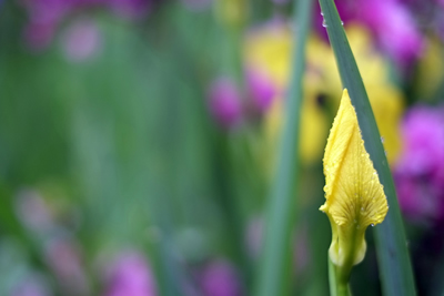 Yellow Spearhead