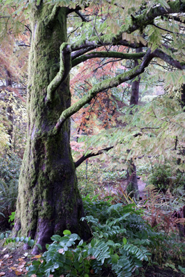 Taxodium in Full