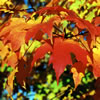 Norway Maple 1 (Acer Platanoides)
