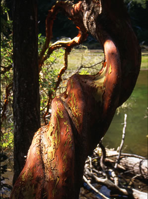 Arbutus Tree (Arbutus Menziesii)