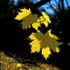 Norway Maple 2 (Acer Platanoides)