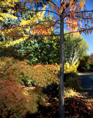 Van Dusen Botanical Garden 2
