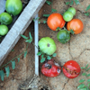 Tomatoes Separated