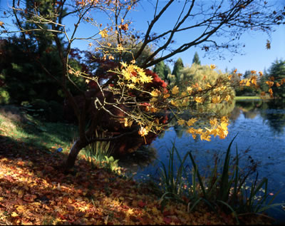 Van Dusen Botanical Garden 3