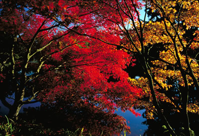 Japanese Maple Trees in Fall Colors 2