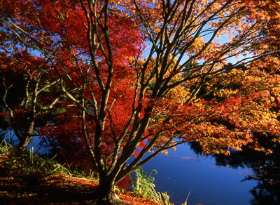 Japanese Maple Trees in Fall Colors 3
