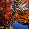Japanese Maple Trees in Fall Colors 3