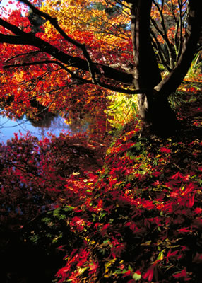 Japanese Maple Trees in Fall Colors 4